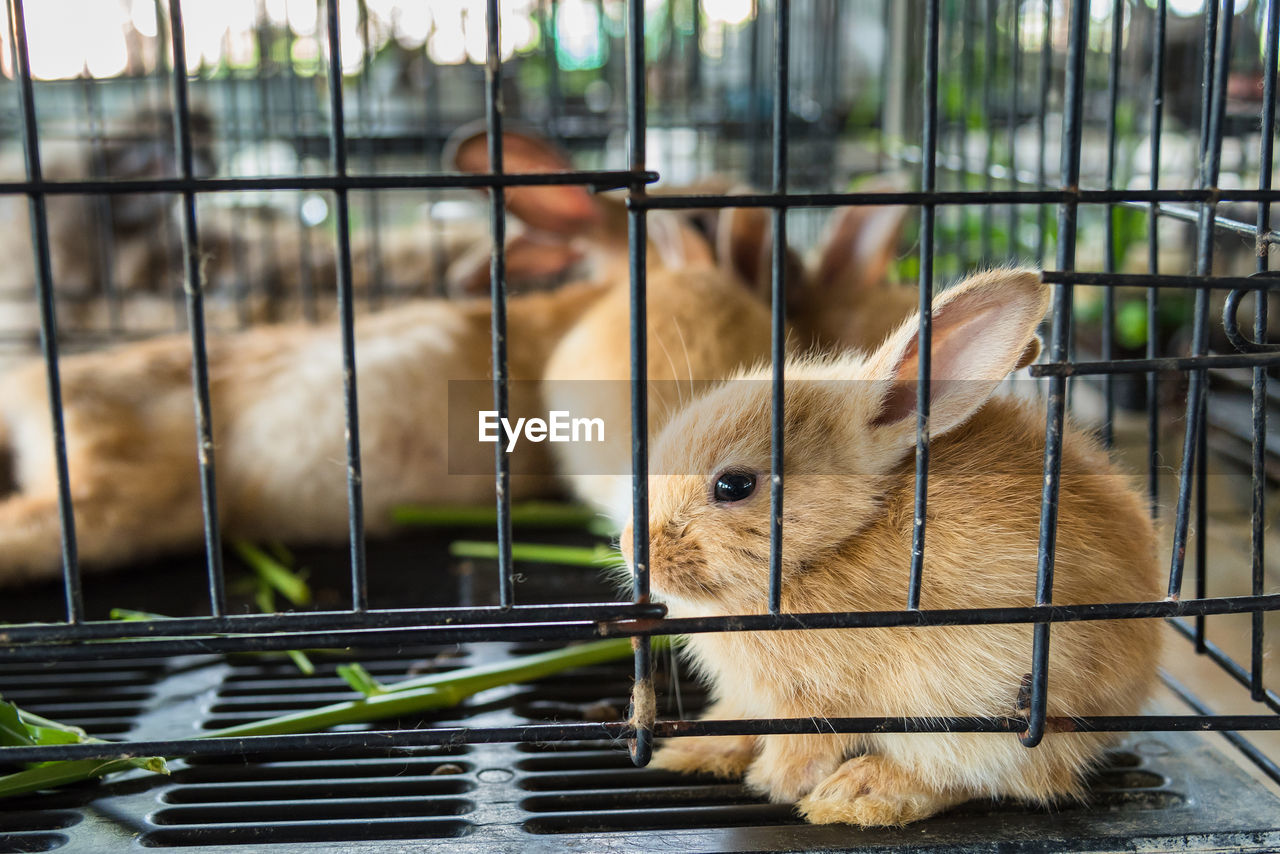 Close-up of brown rabbits in cage