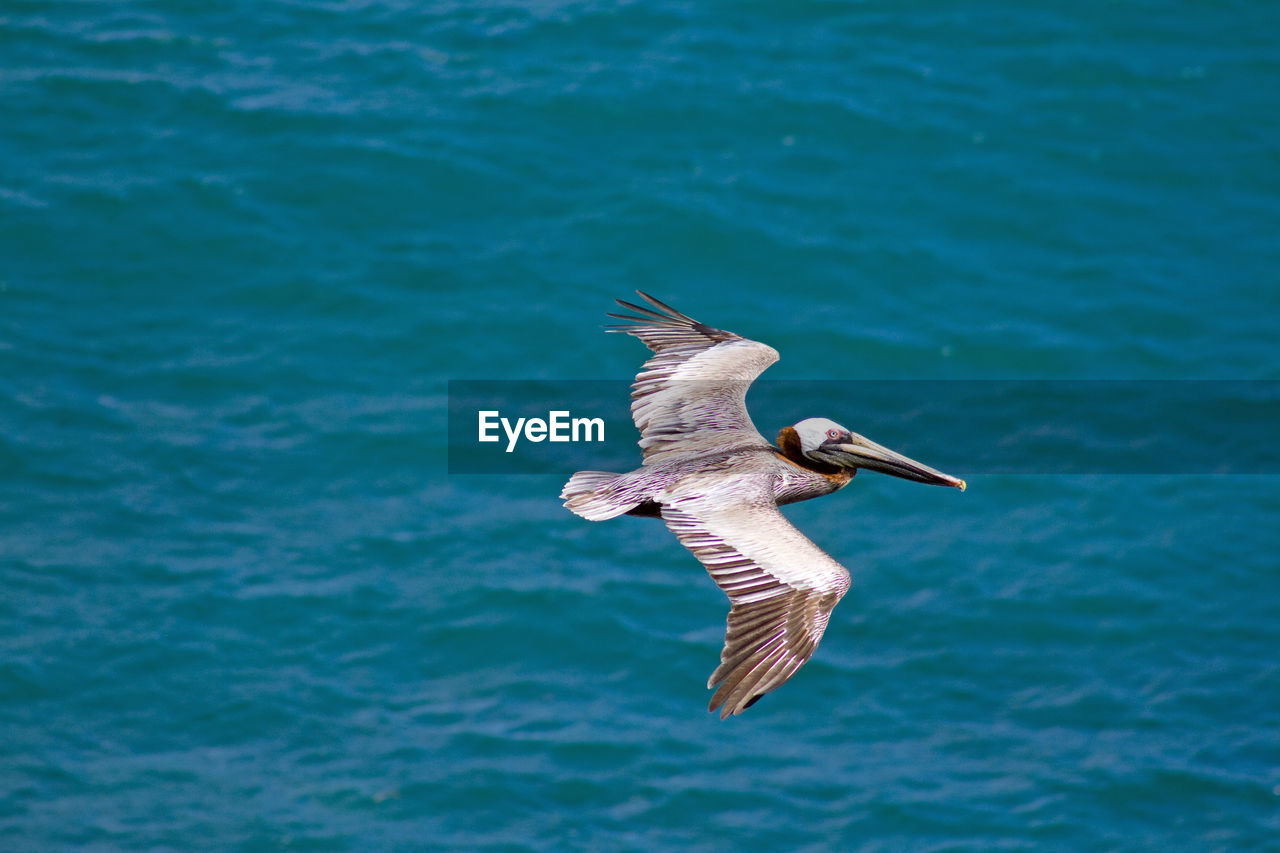 Brown pelican pelecanus occidentalis flying over the sea