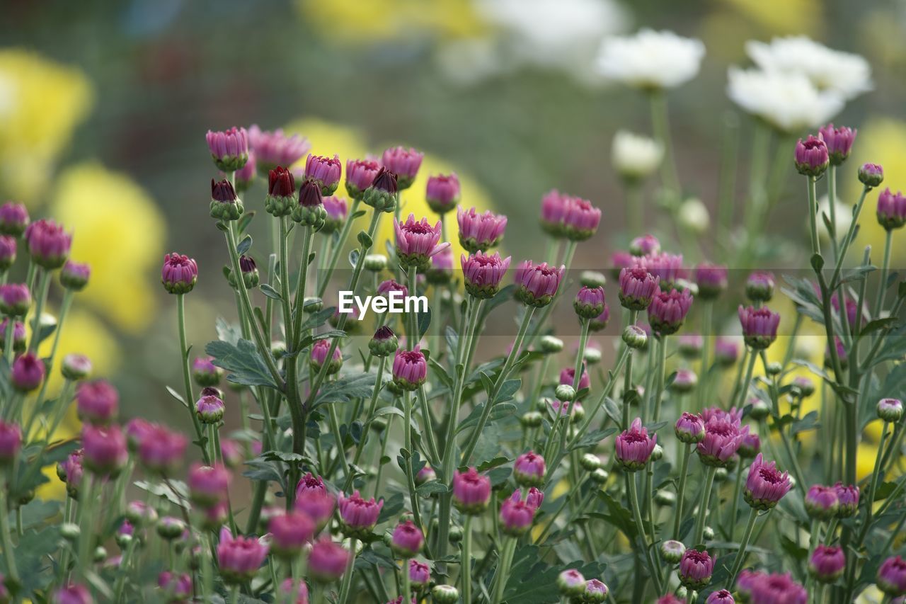 flower, flowering plant, plant, freshness, beauty in nature, nature, meadow, pink, multi colored, growth, close-up, summer, no people, wildflower, flowerbed, field, garden, purple, fragility, green, land, environment, outdoors, springtime, botany, ornamental garden, plant part, selective focus, grass, blossom, flower head, landscape, day, sky, focus on foreground, prairie, medicine, leaf, garden cosmos, inflorescence, food, non-urban scene, food and drink, plain, petal, front or back yard, botanical garden, sunlight, environmental conservation, landscaped
