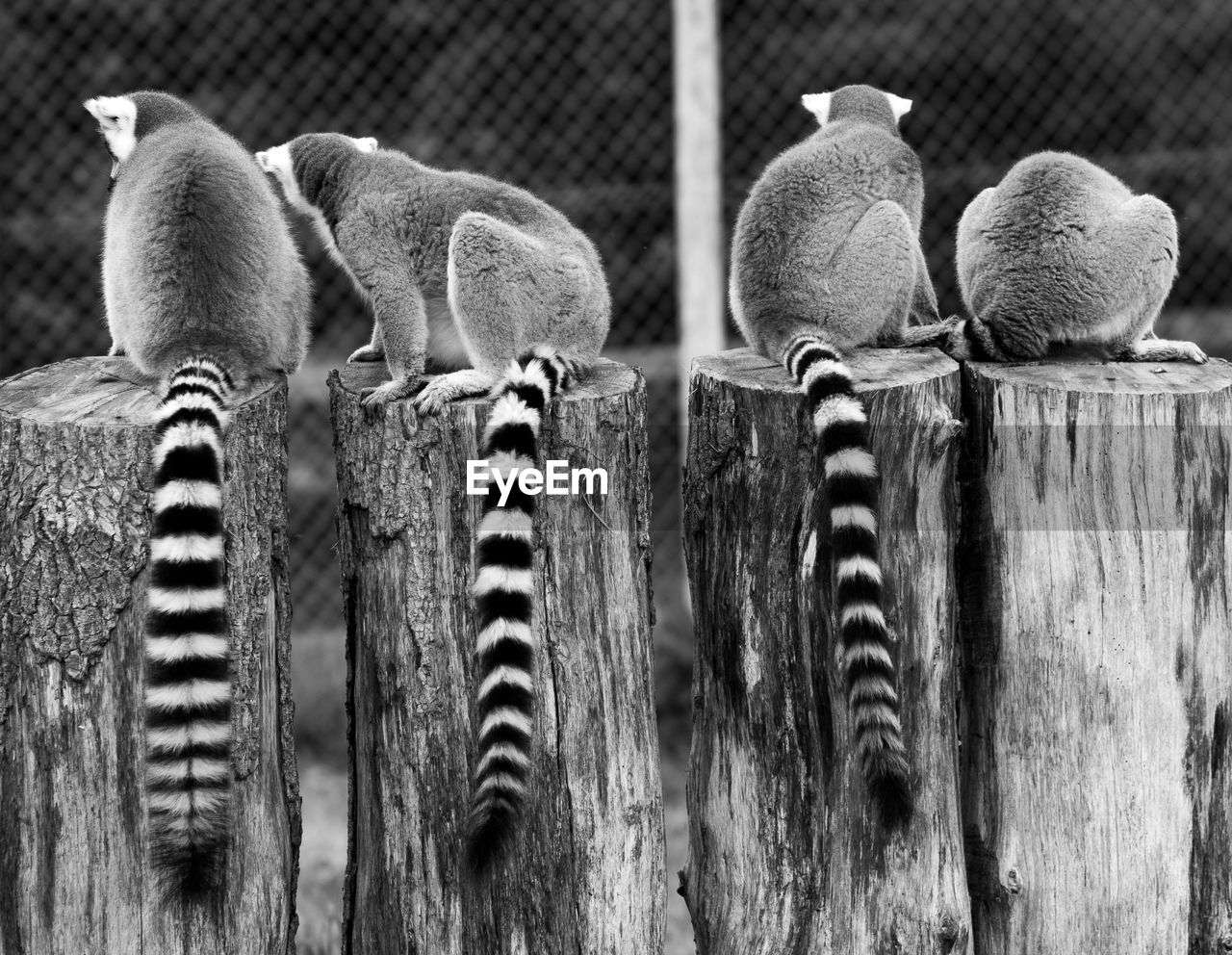 Rear view of lemurs sitting on tree stumps