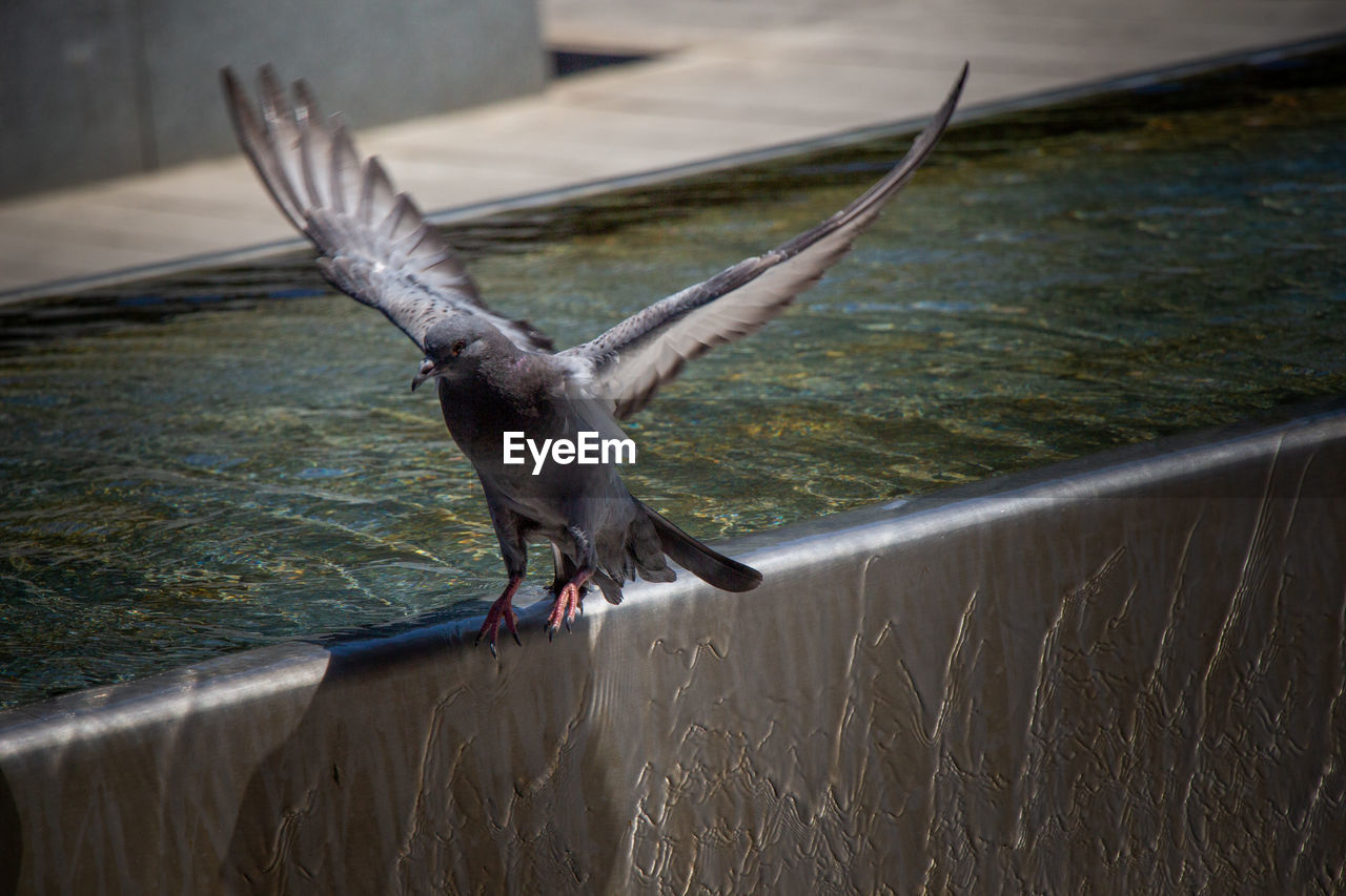 Close-up of bird flying by fountain