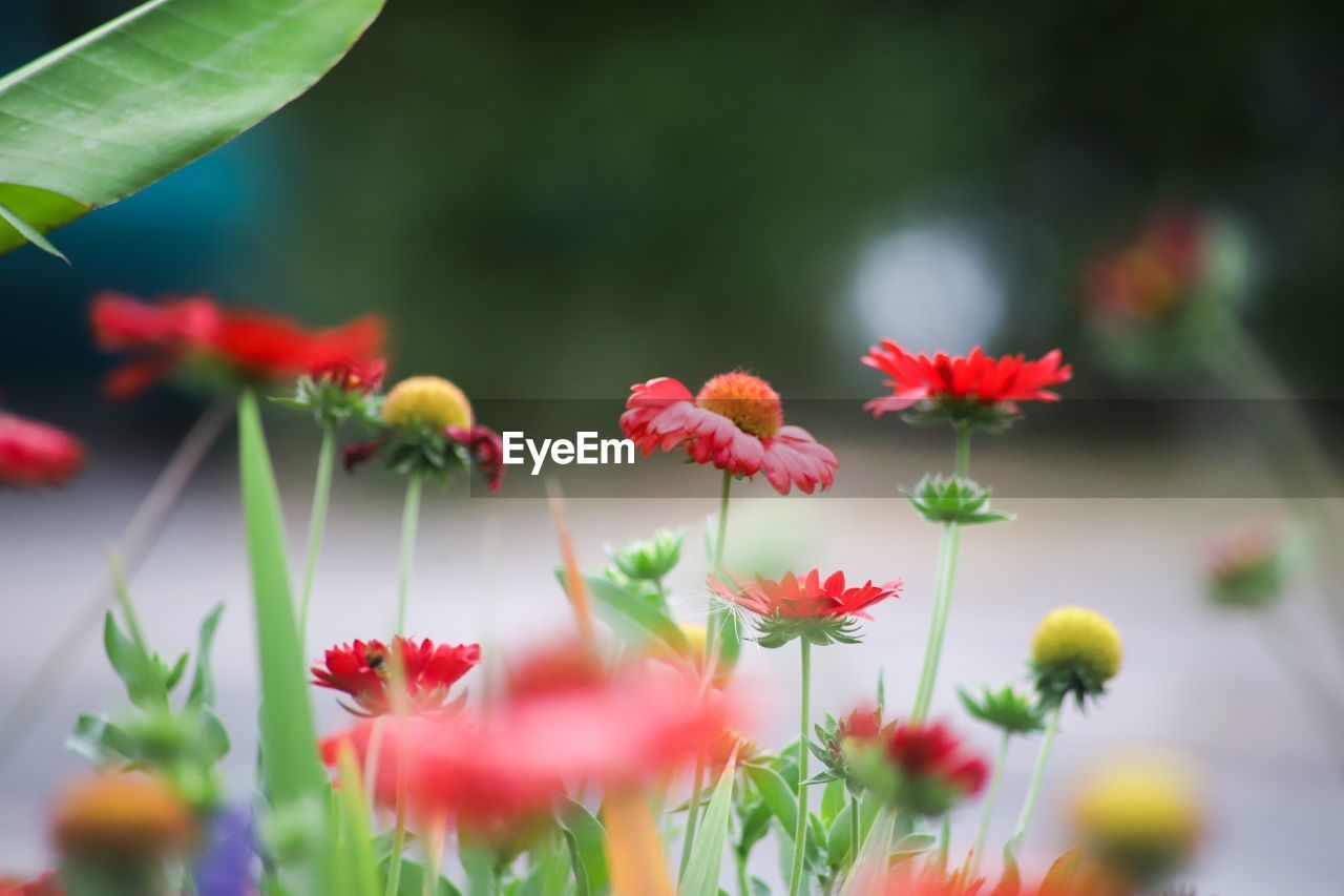 Close-up of red flowering plants