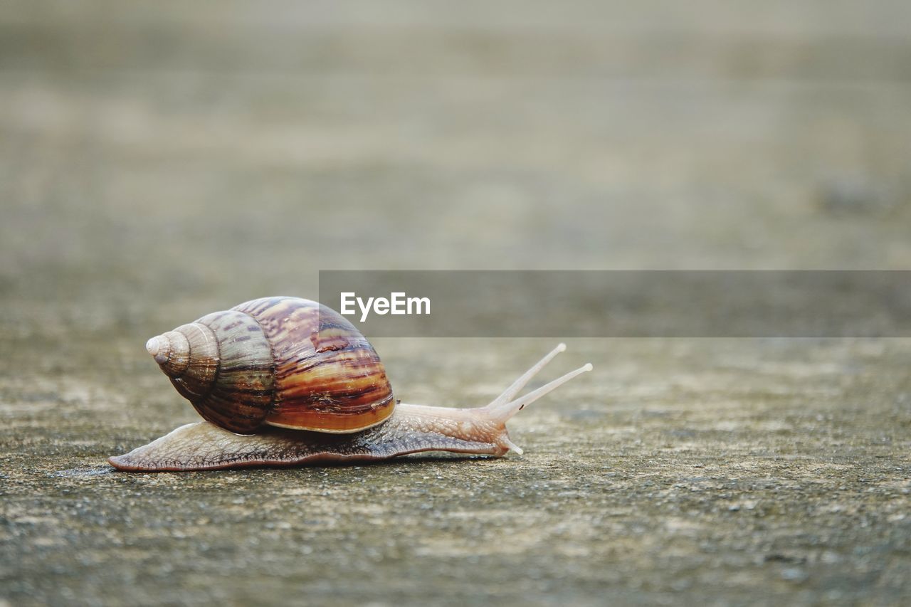 CLOSE-UP OF SNAIL ON THE SURFACE