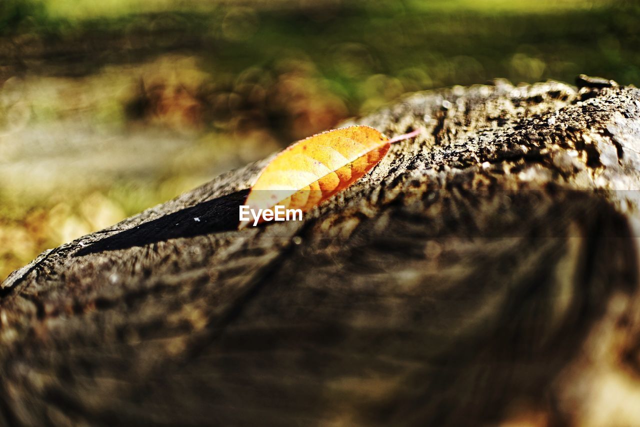 CLOSE-UP OF LEAF ON LOG