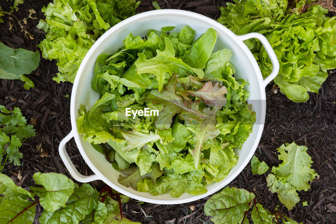 Fresh picked organically grown gourmet blend lettuce leaves in a colander in a home vegetable garden