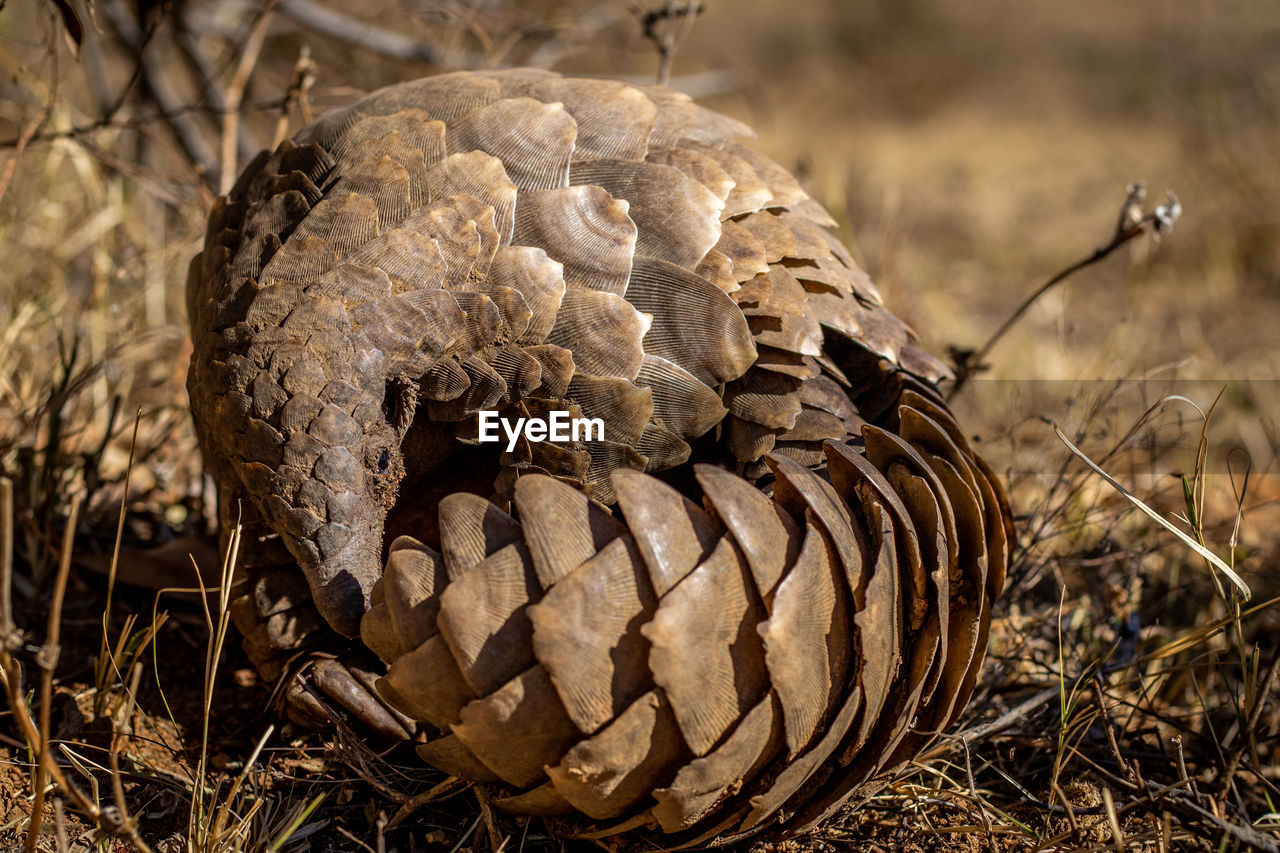 CLOSE-UP OF ANIMAL SKULL IN THE FIELD