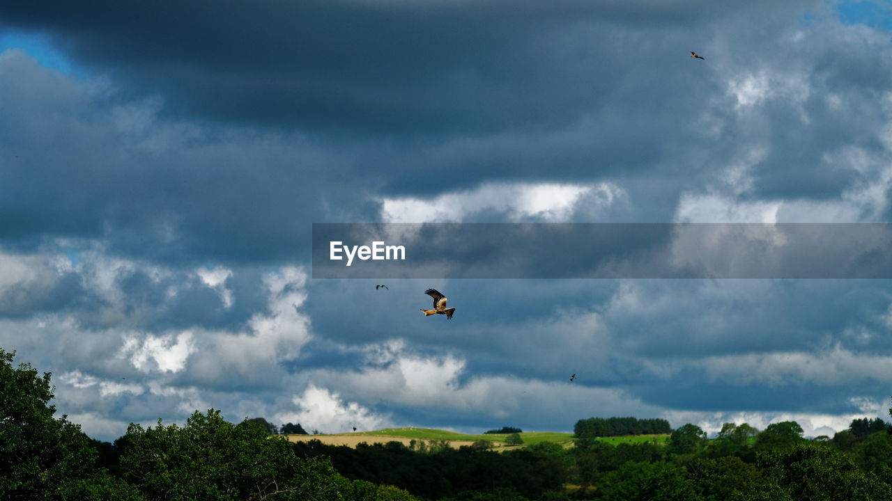 LOW ANGLE VIEW OF BIRDS FLYING AGAINST SKY