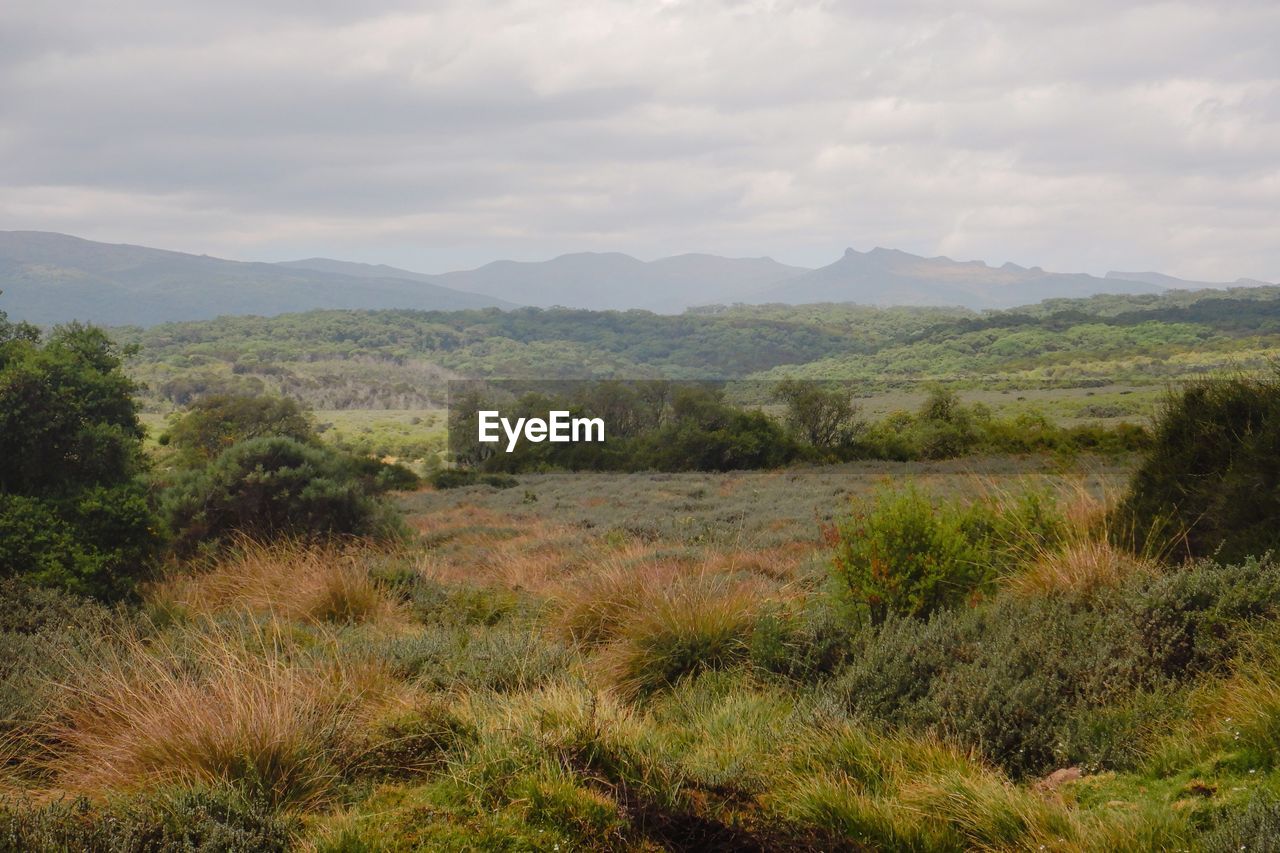 Scenic view of high altitude moorland against mountains at aberdare national park, kenya