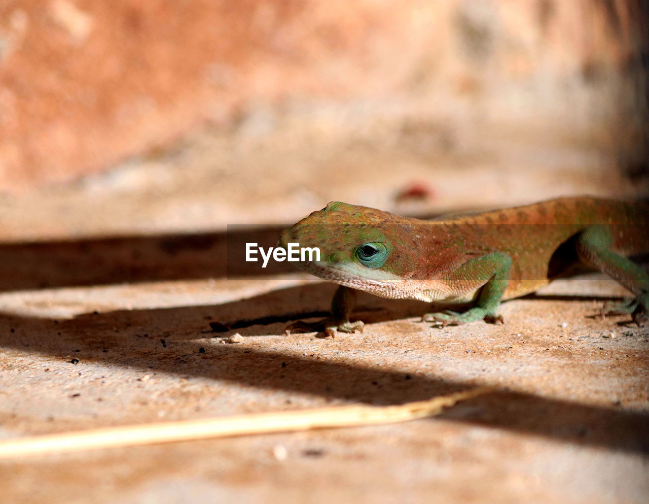 CLOSE-UP OF LIZARD ON GROUND