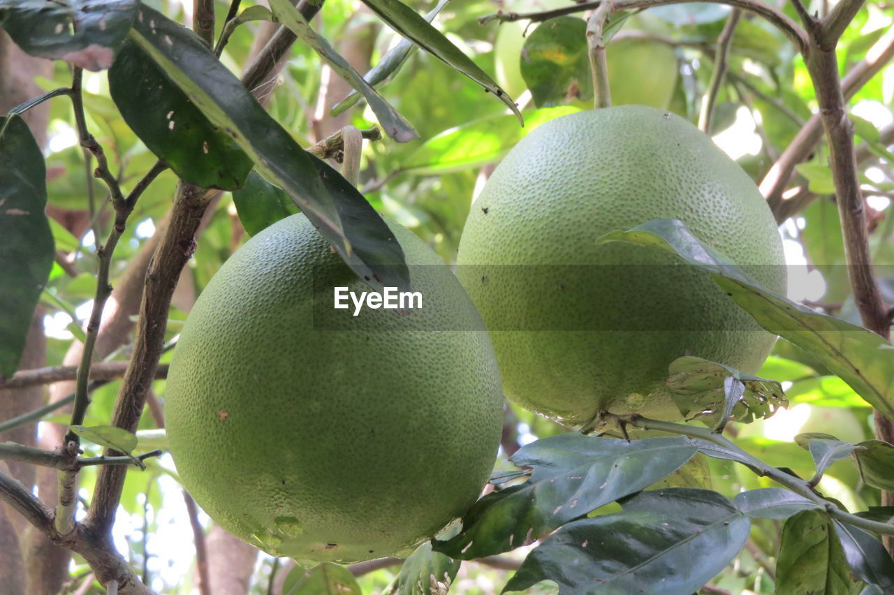 CLOSE-UP OF FRESH FRUIT TREE