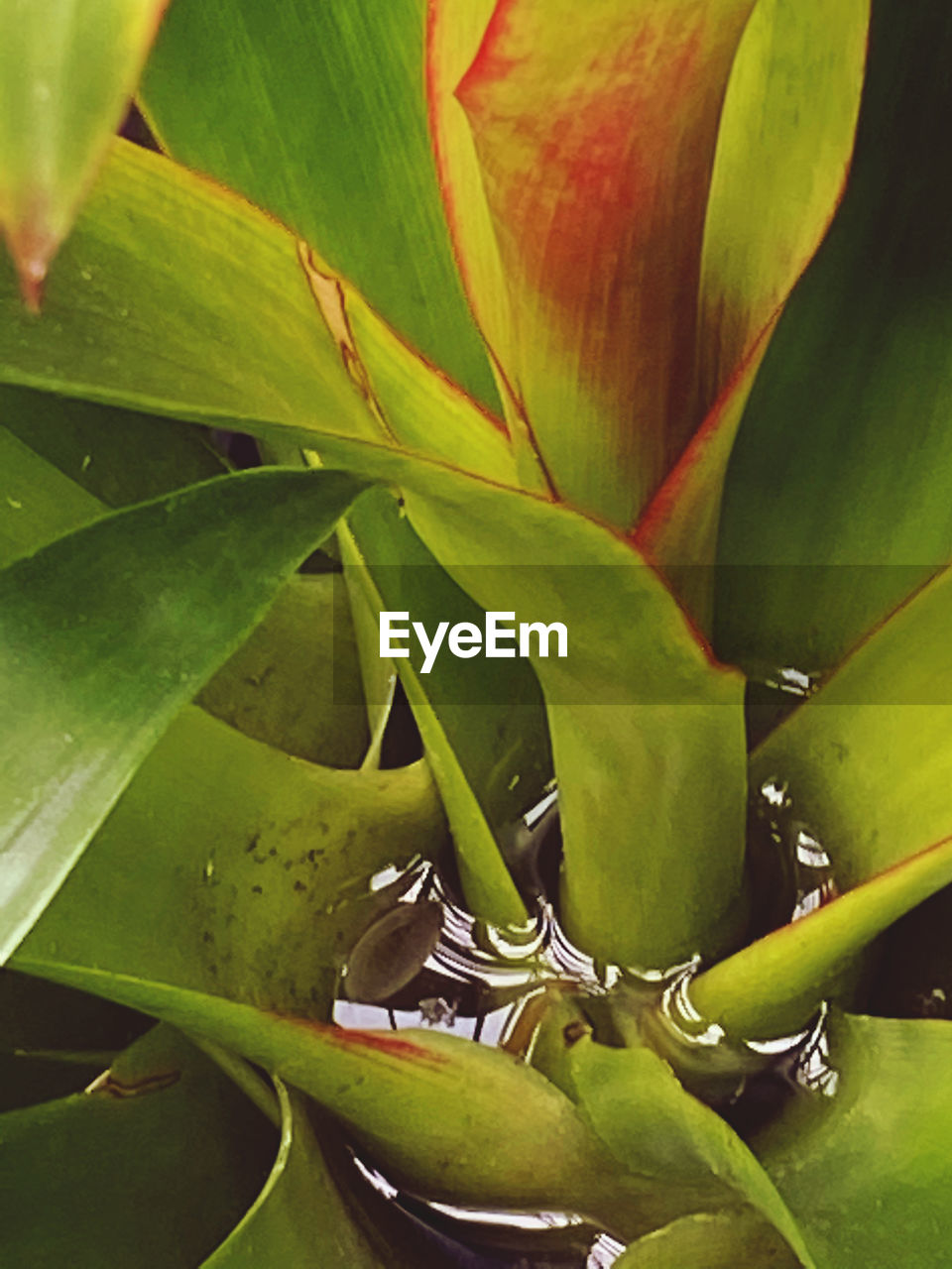 CLOSE-UP OF SUCCULENT PLANT