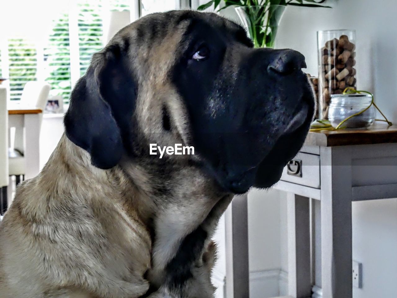 CLOSE-UP OF LABRADOR RETRIEVER AT HOME