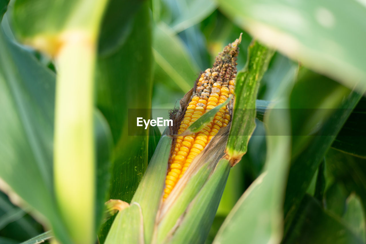 Corn field cobs sprouts greens farmers harvest day