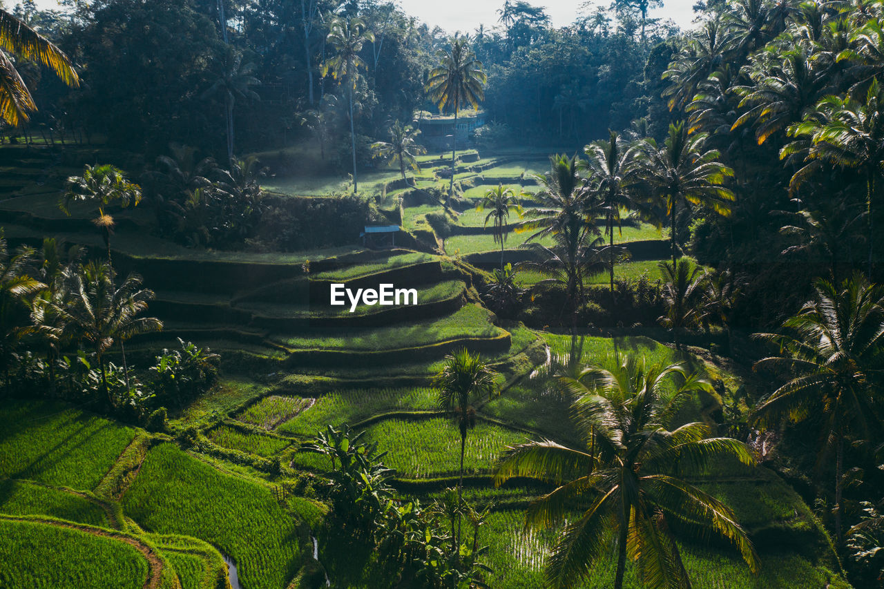 SCENIC VIEW OF RICE PADDY