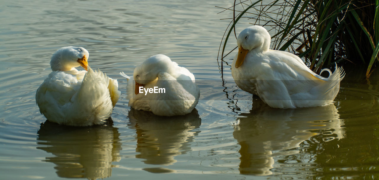 Close-up low level view of aylesbury pekin peking american domestic duck ducks swimming in lake