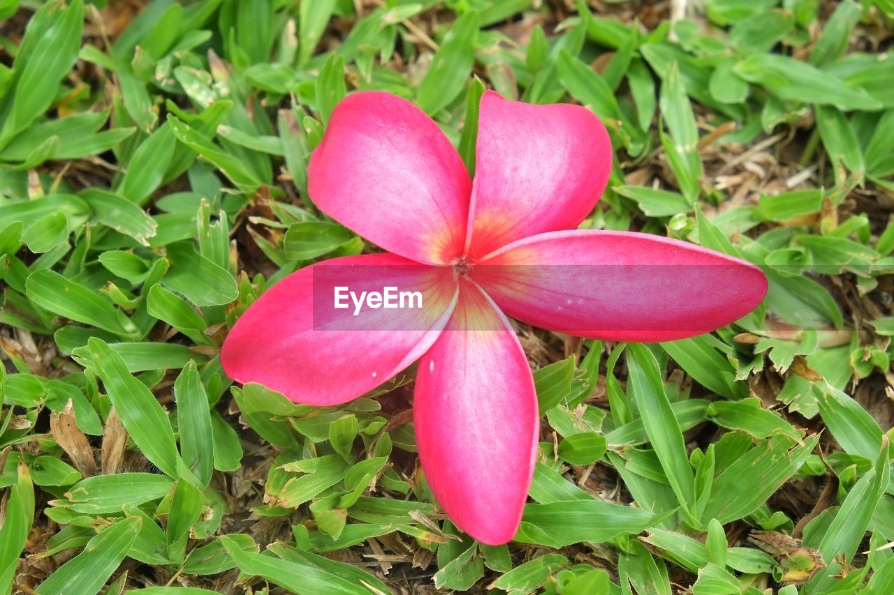 CLOSE-UP OF PINK FLOWER BLOOMING IN PARK