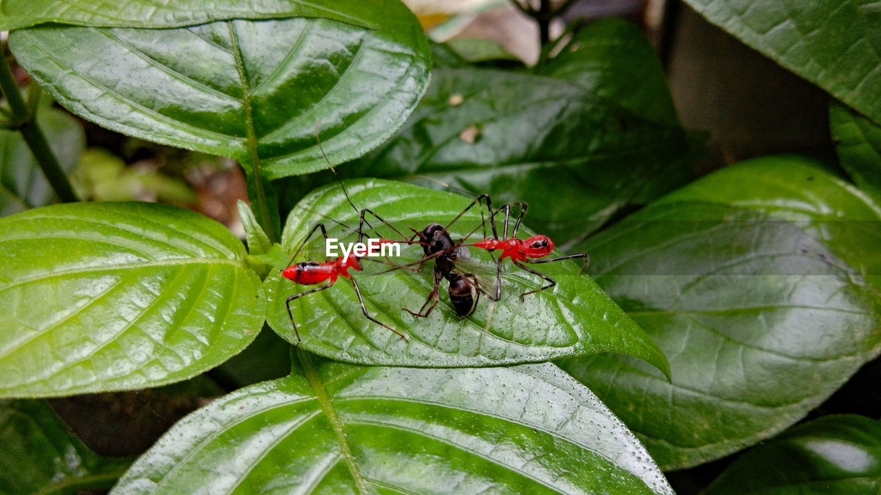 CLOSE-UP OF CATERPILLAR ON LEAF