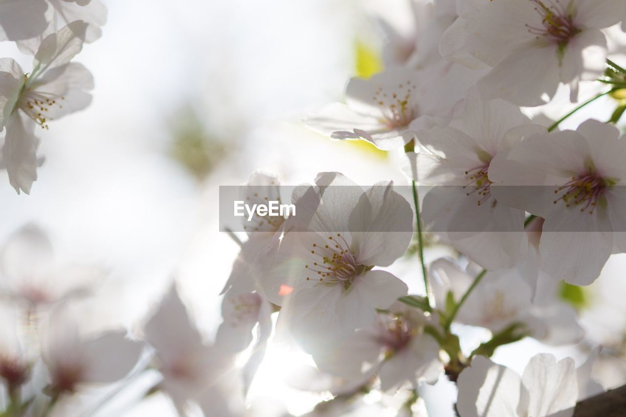 Close-up of white blossom