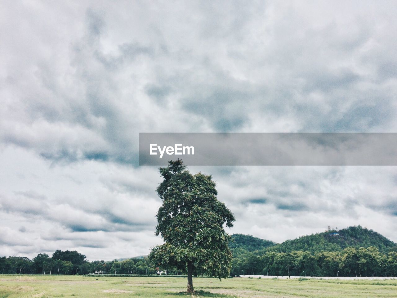 Scenic view of tree on grassy field against cloudy sky