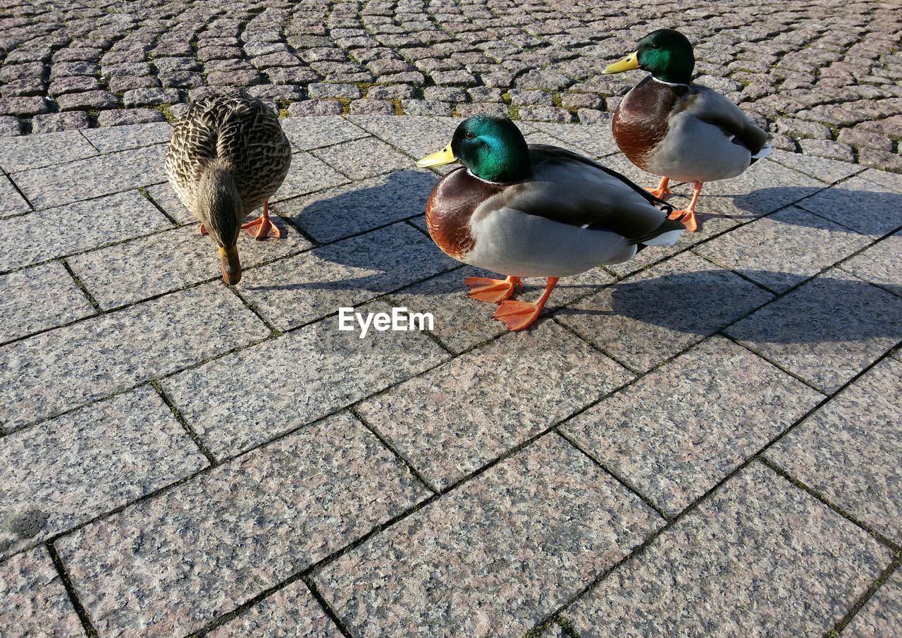 High angle view of ducks standing on paving stone