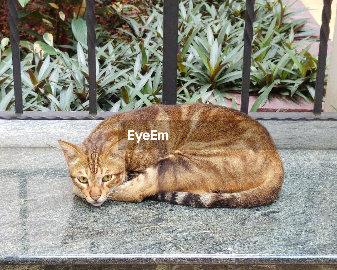 Cat lying outdoors