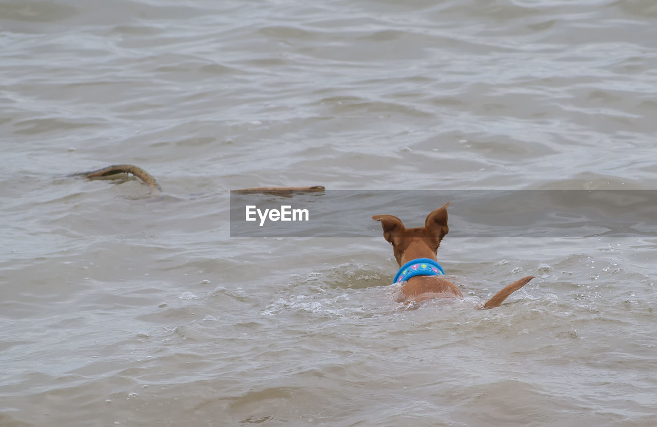 DOG PLAYING IN WATER AT BEACH