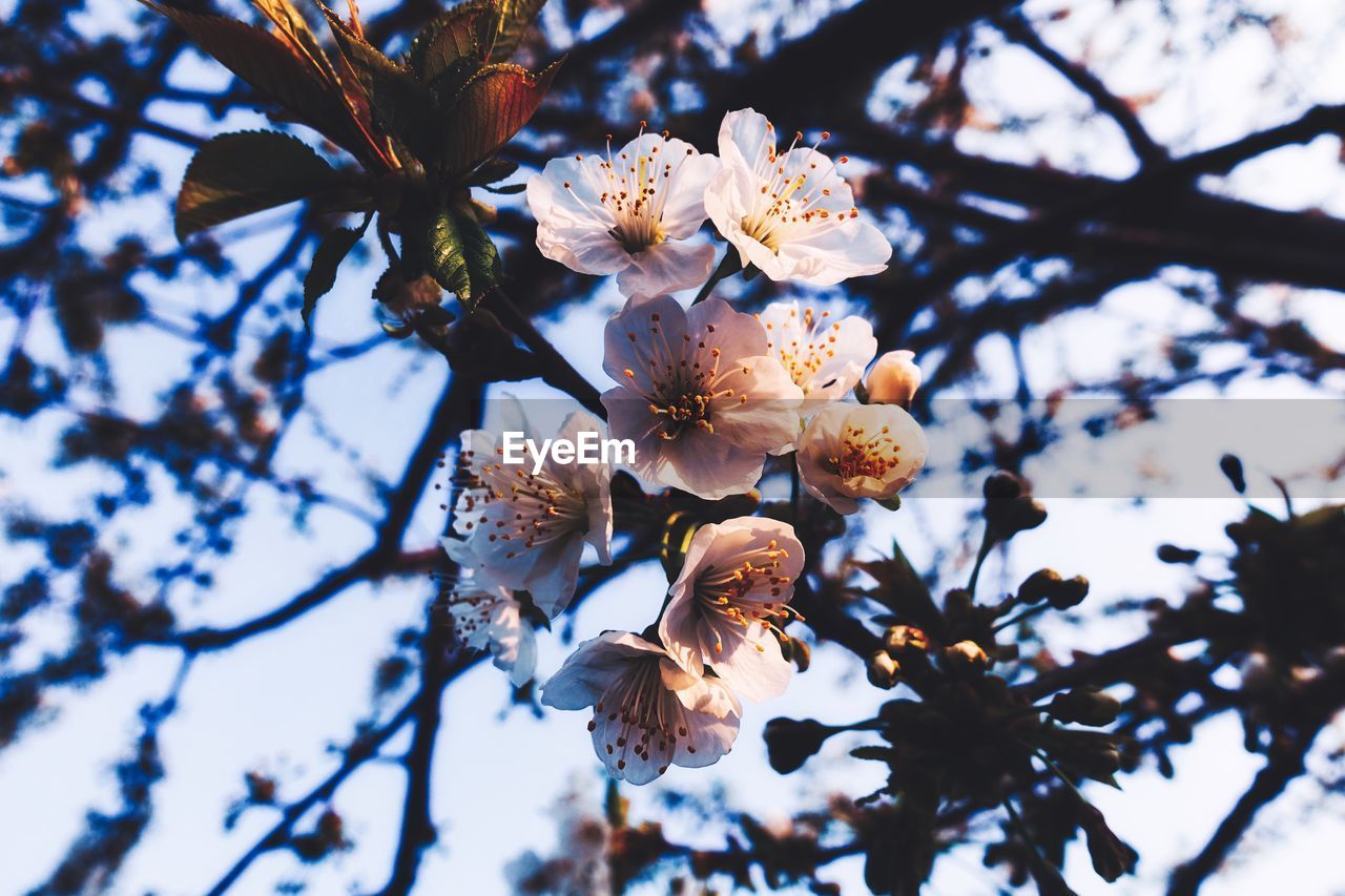 CLOSE-UP OF CHERRY BLOSSOM TREE