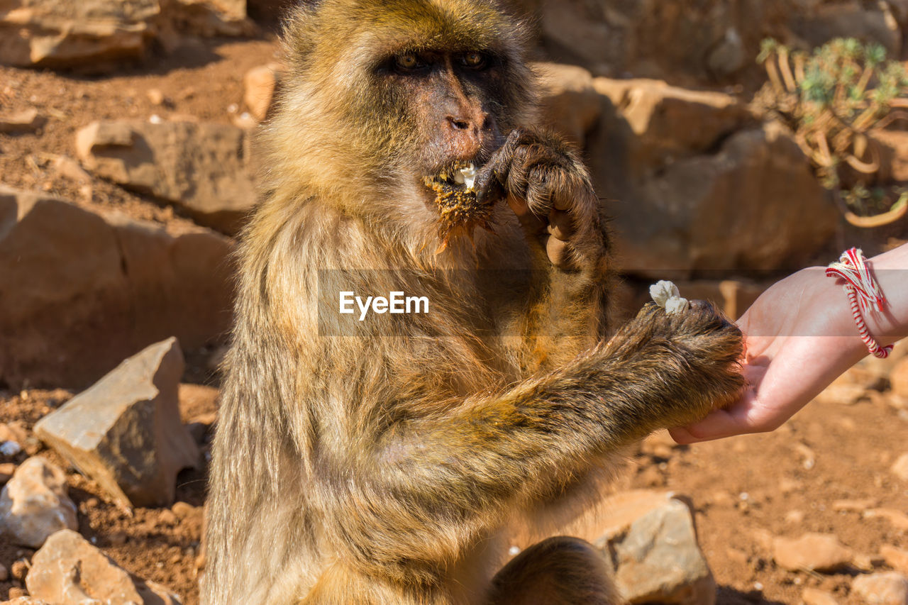 Close-up of hand holding monkey