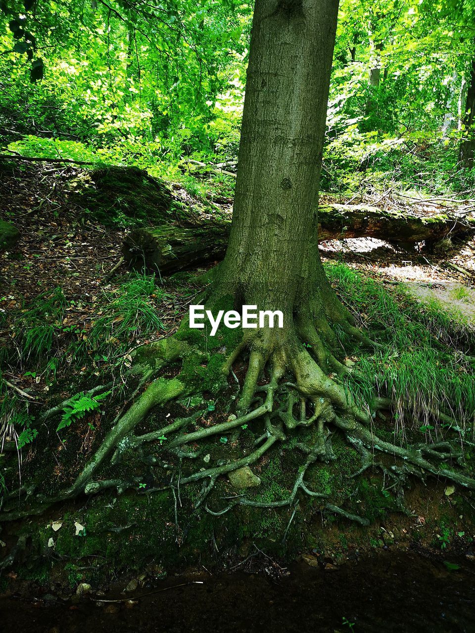 TREE IN FOREST