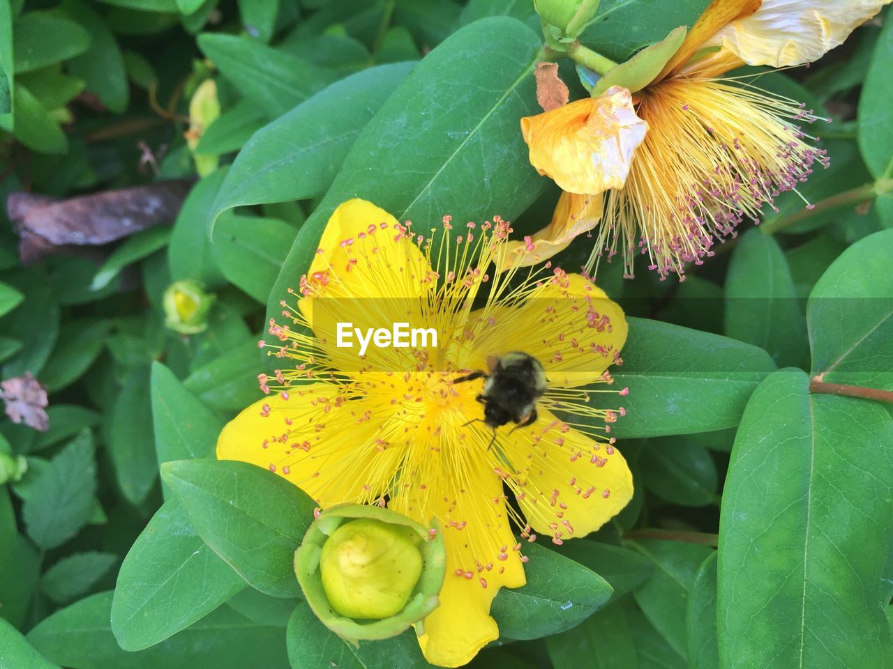 BEE ON YELLOW FLOWER