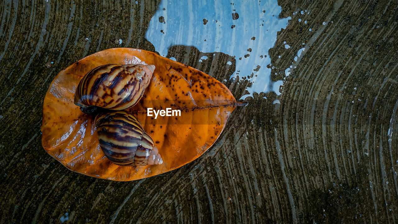 High angle view of shell on tree trunk