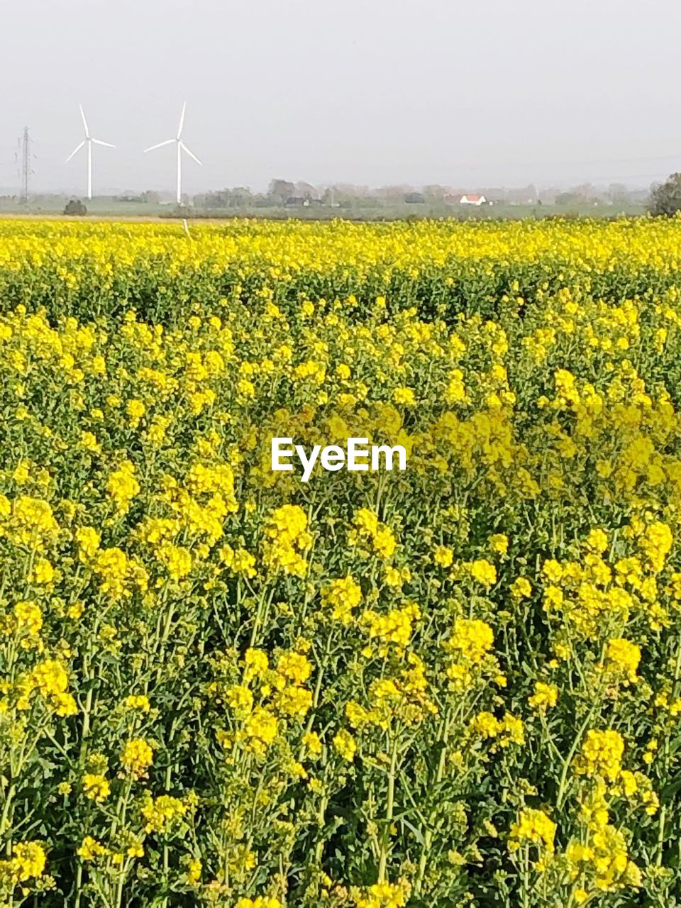 SCENIC VIEW OF OILSEED RAPE FIELD