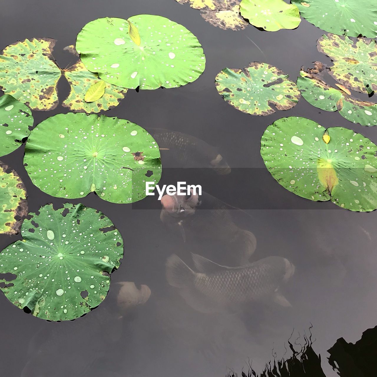 HIGH ANGLE VIEW OF LOTUS LEAVES FLOATING ON LAKE