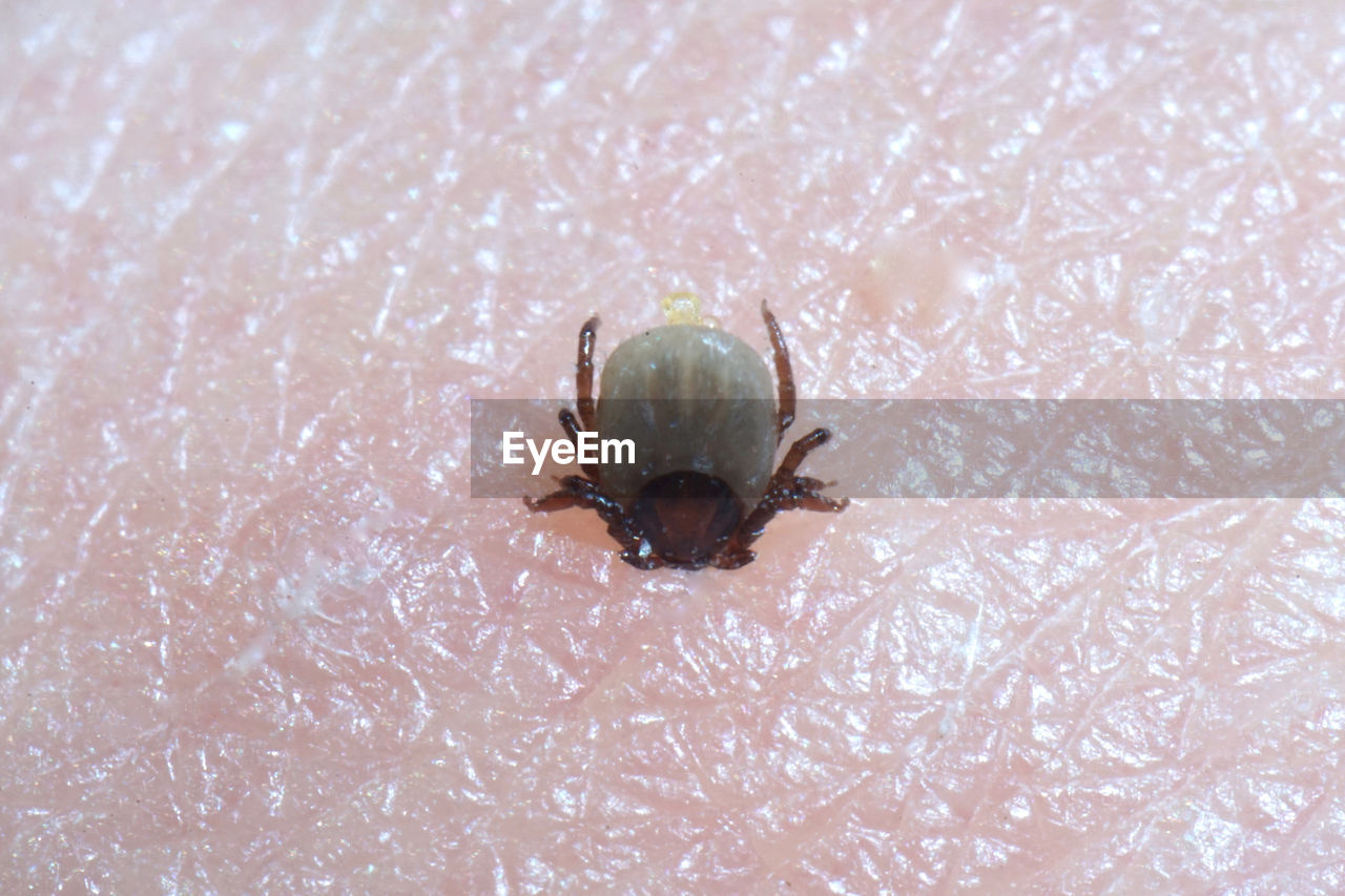 Close-up of sucking tick on human skin