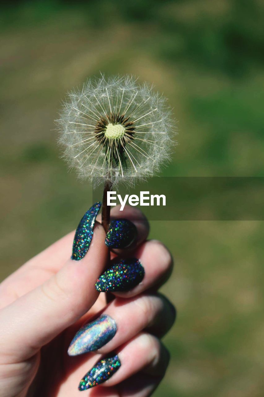 Cropped hand of woman with nail art holding dandelion