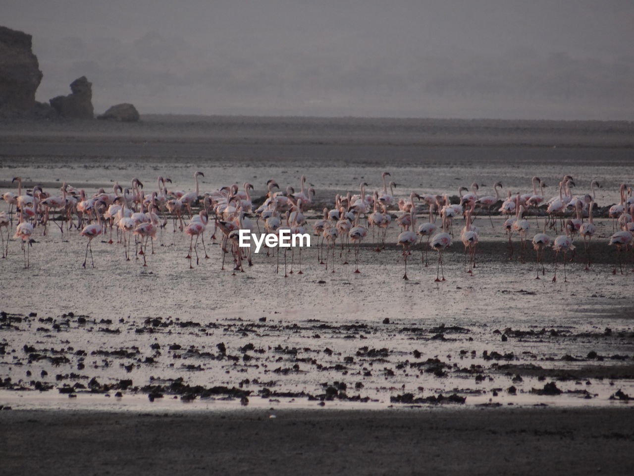 Flock of birds on beach against sky
