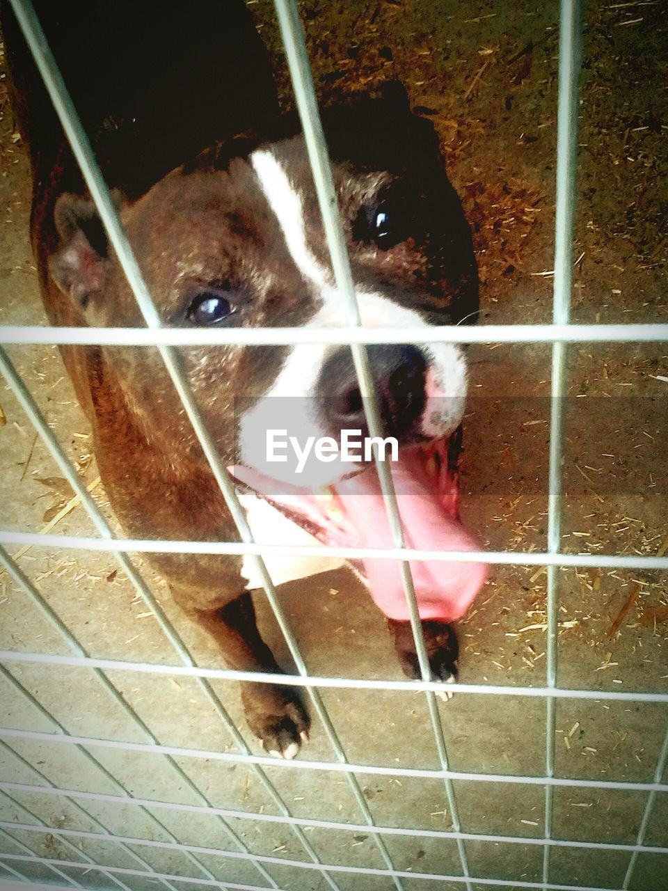 CLOSE-UP PORTRAIT OF DOG IN CAGE