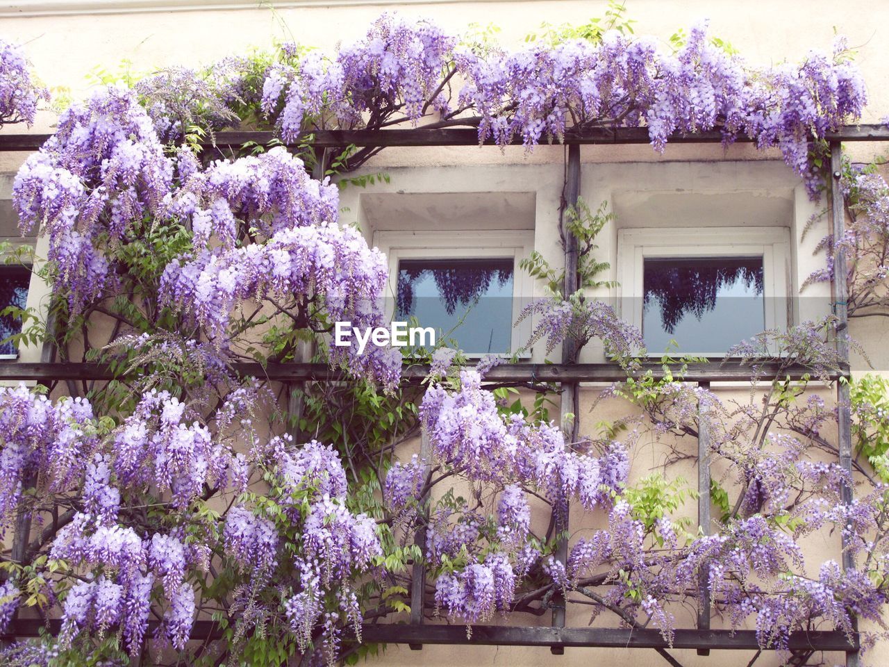 PURPLE FLOWERS GROWING ON TREE