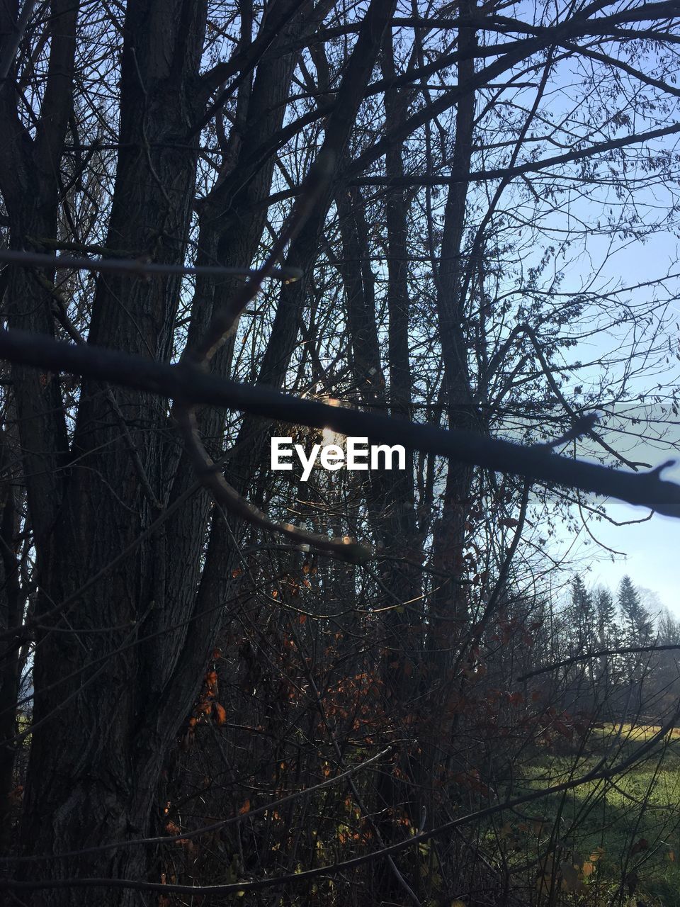 LOW ANGLE VIEW OF BARE TREE IN FOREST