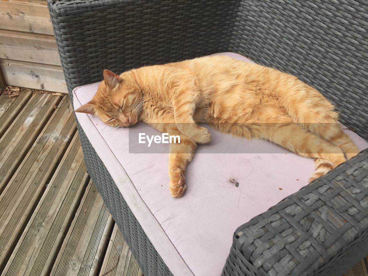 HIGH ANGLE VIEW OF GINGER CAT SLEEPING ON FLOOR