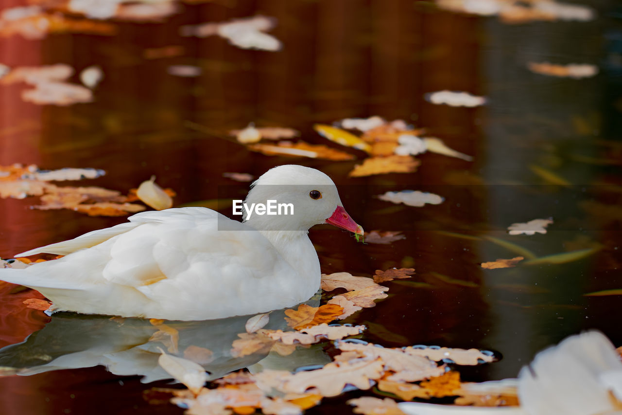 animal themes, animal, bird, animal wildlife, wildlife, duck, water, reflection, lake, ducks, geese and swans, water bird, nature, no people, white, autumn, poultry, one animal, flower, day, outdoors, close-up, floating