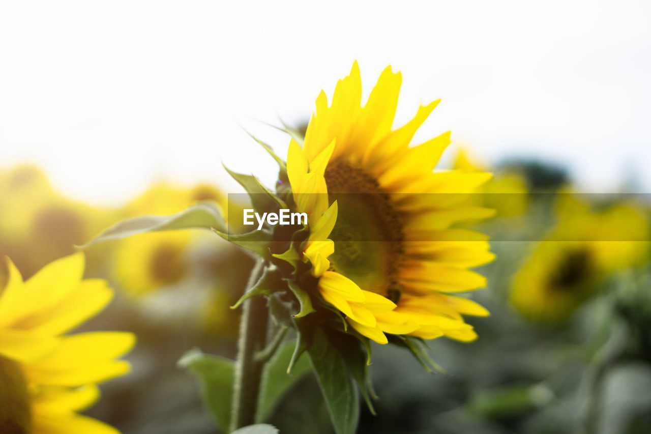 CLOSE-UP OF YELLOW FLOWER