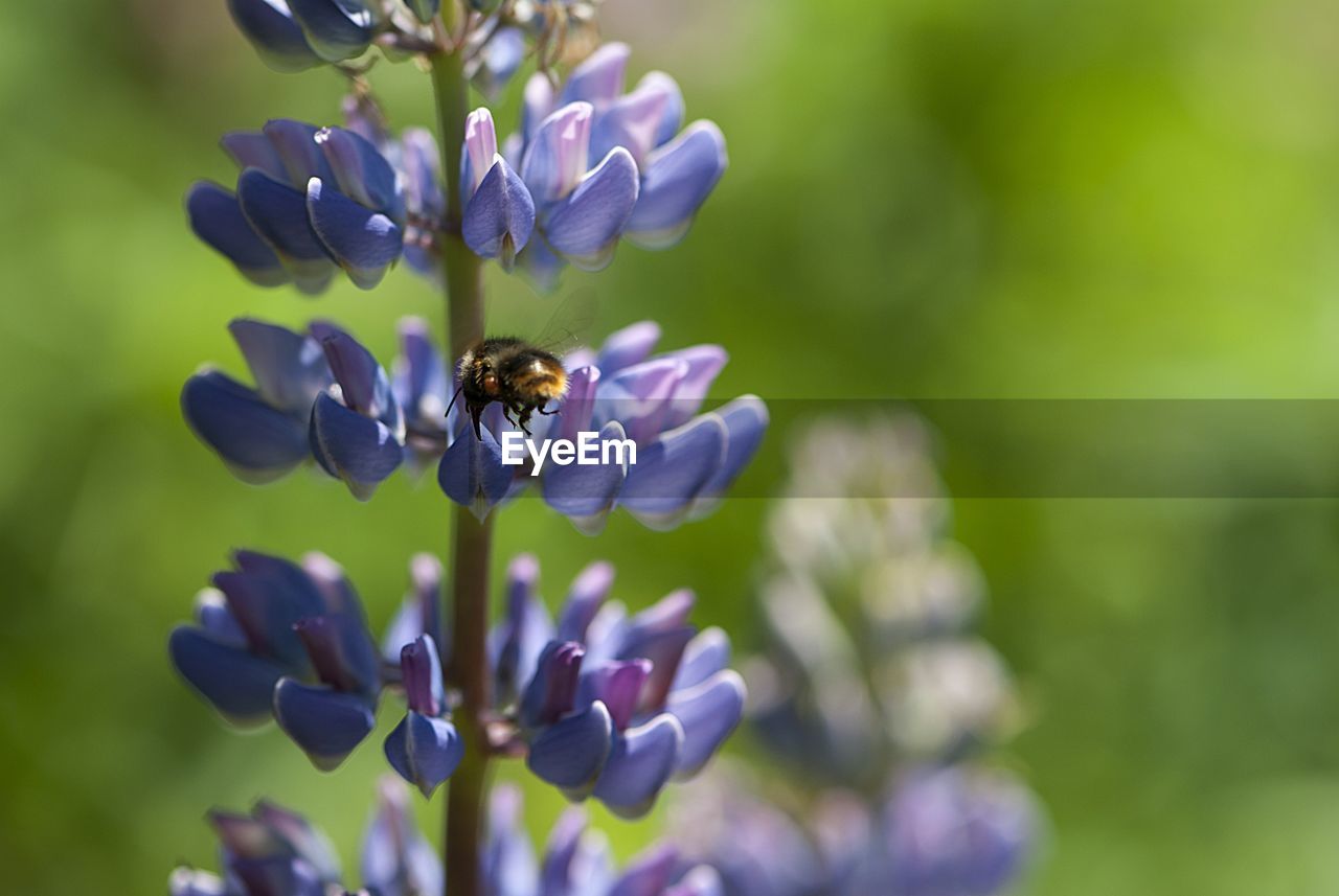 Spring flower, blooming lupine flowers. a field of lupines. sunlight shines on plants in latvia. 