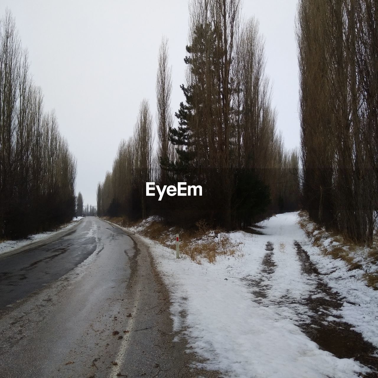 Snow covered roads amidst trees against clear sky