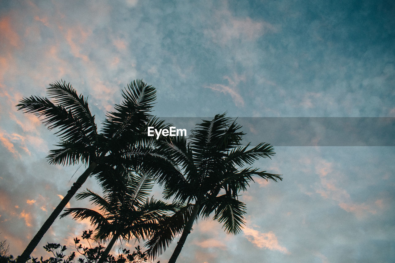 LOW ANGLE VIEW OF SILHOUETTE PALM TREE AGAINST SKY DURING SUNSET