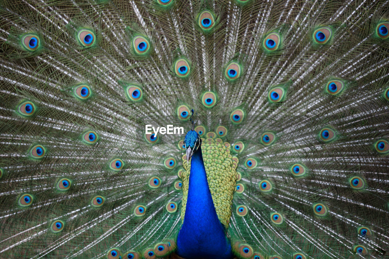 Close-up of peacock with feathers fanned out 