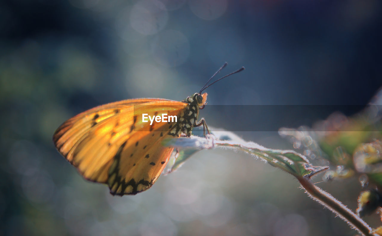 close-up of butterfly on plant