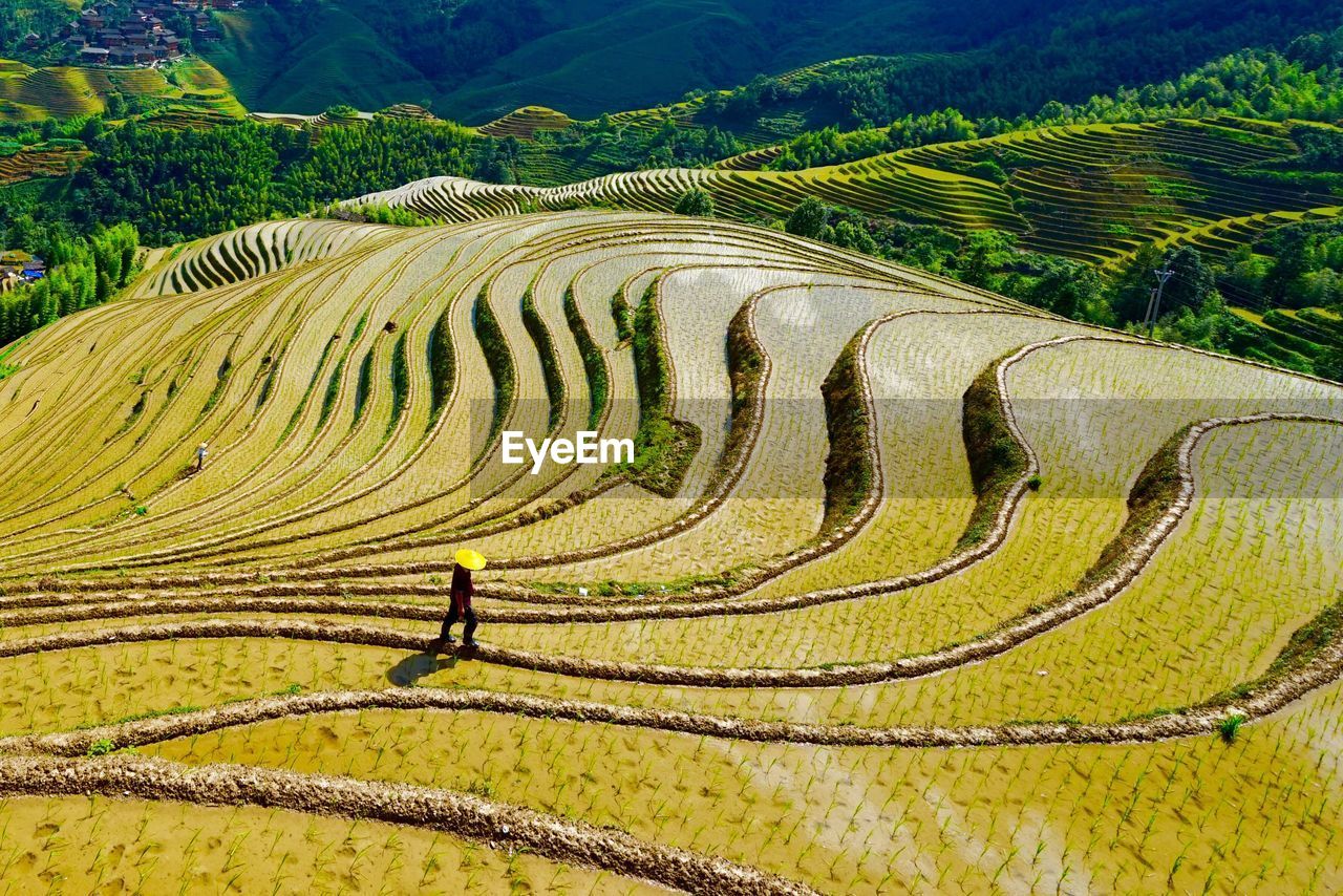 Scenic view of rice paddy