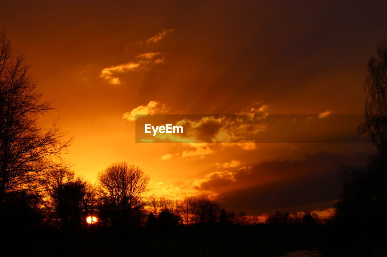 Silhouette of trees at sunset