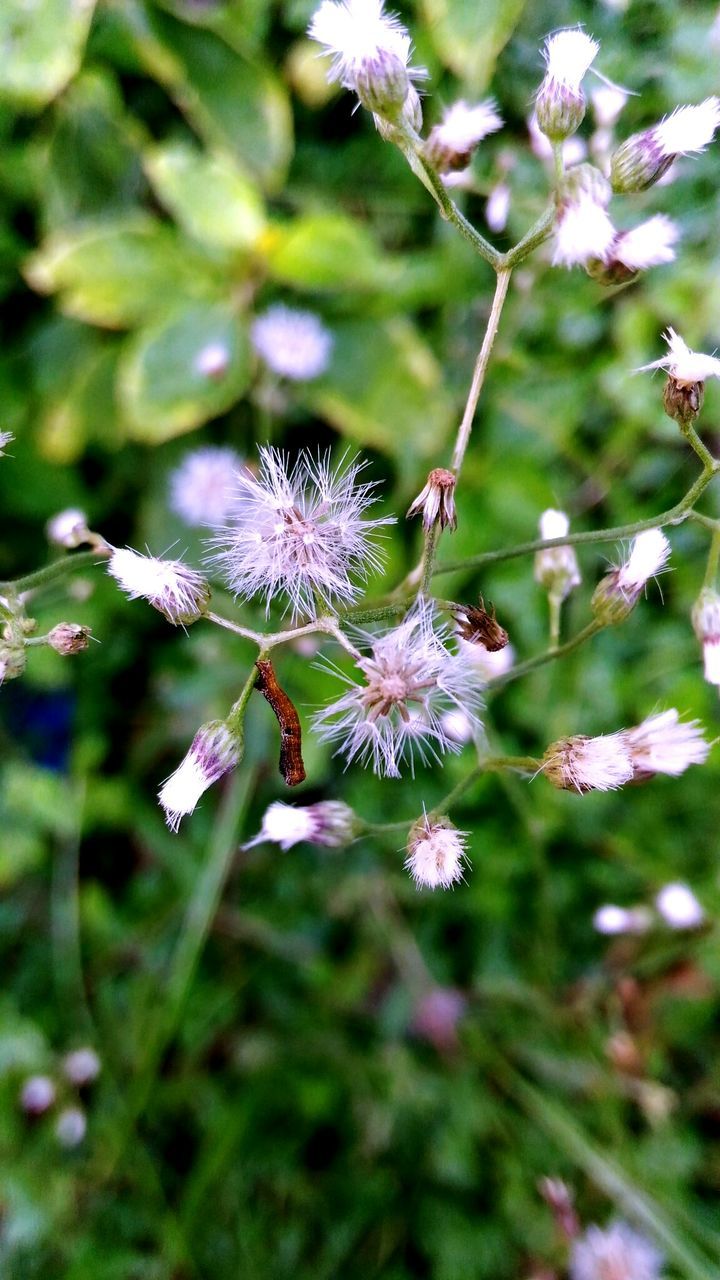 Flowers growing at yard